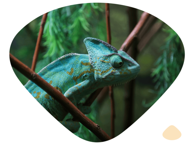 Chameleon